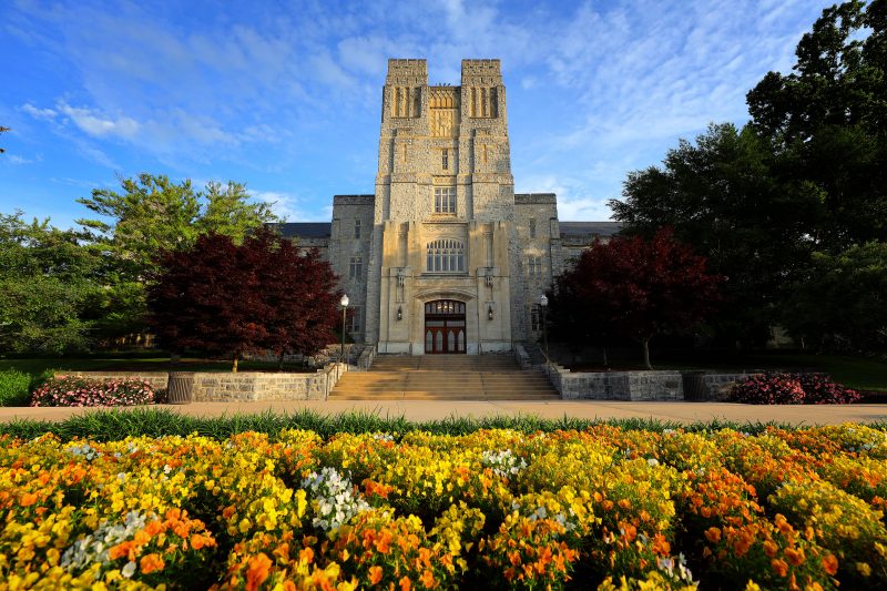 Yellow flowers blooming in front of Burruss Hall